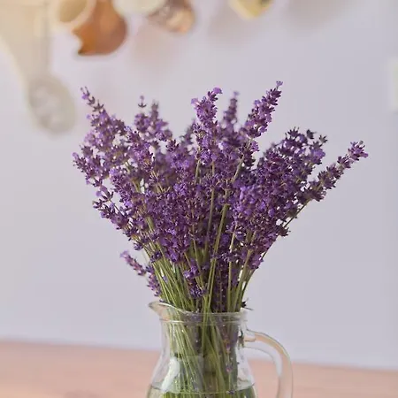 公寓 Zeleny Statek Bzova